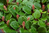 Salix reticulata dwarf 'form'